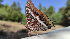 Charaxes jasius