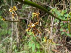 Cyrtochilum divaricatum