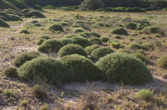Sarcopoterium spinosum