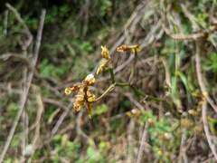Cyrtochilum divaricatum