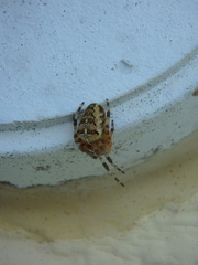 Larinioides sclopetarius
