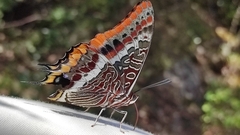 Charaxes jasius