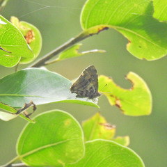 Catapaecilma major