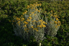 Jacobaea maritima sicula