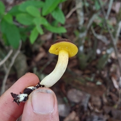 Xerocomus hypoxanthus