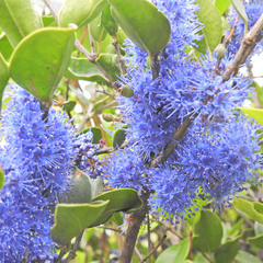 Memecylon umbellatum
