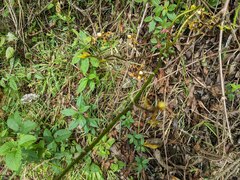Cyrtochilum divaricatum