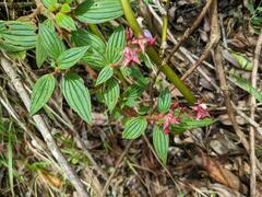 Arthrostemma ciliatum