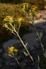 Jacobaea maritima sicula