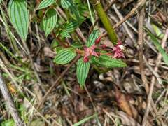 Arthrostemma ciliatum