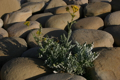 Jacobaea maritima sicula