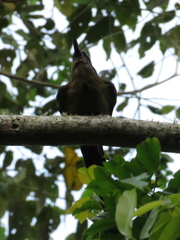 Momotus aequatorialis