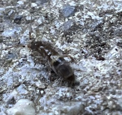 Entomobryoidea