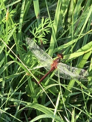 Sympetrum rubicundulum
