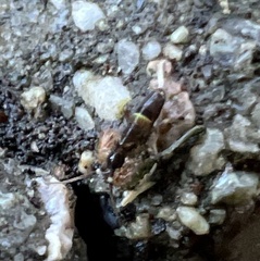 Entomobryoidea
