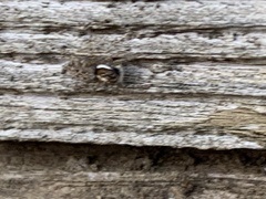 Menemerus semilimbatus