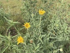 Helianthus grosseserratus