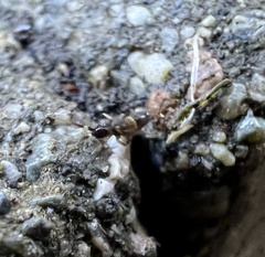 Entomobryoidea