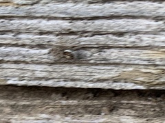 Menemerus semilimbatus