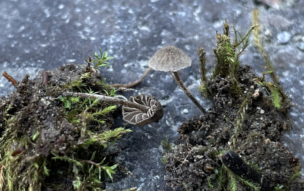 Entoloma sp. 'Pouzarella-PNW02'