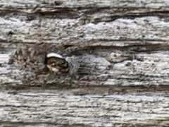 Menemerus semilimbatus