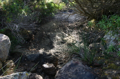Juncus acutus