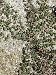 Euphorbia glyptosperma