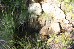 Juncus acutus