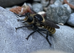 Laphria