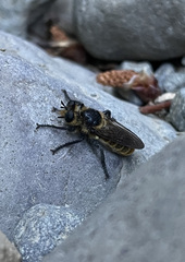 Laphria