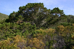 Juniperus turbinata