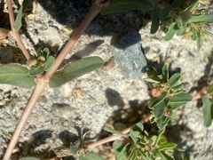 Euphorbia glyptosperma