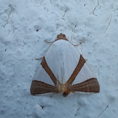 Eulepidotis rectimargo