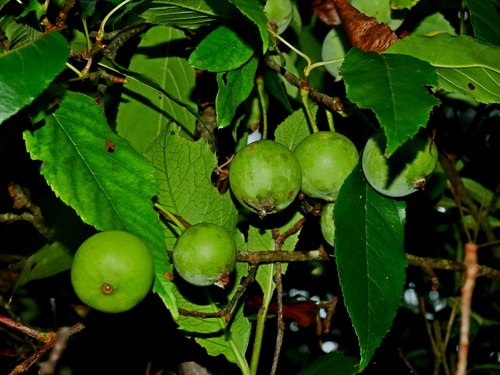 Malus doumeri, photograph 4