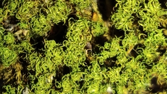 Tortella tortuosa