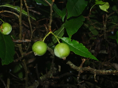 Malus doumeri, photograph Jacy Chen, CC BY, iNaturalist via GBIF