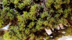 Tortella tortuosa