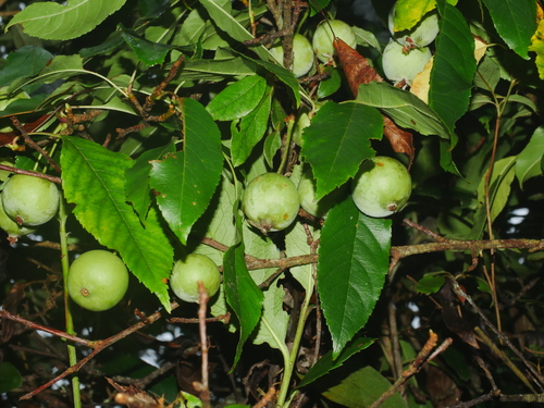 Malus doumeri, photograph 3