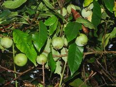 Malus doumeri, photograph Jacy Chen, CC BY, iNaturalist via GBIF