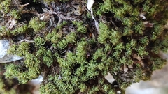 Tortella tortuosa