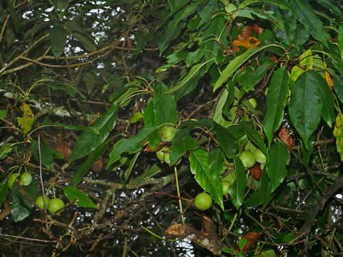 Malus doumeri, photograph 5
