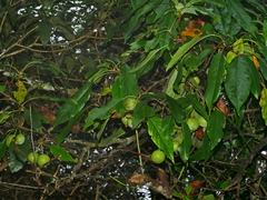 Malus doumeri, photograph Jacy Chen, CC BY, iNaturalist via GBIF