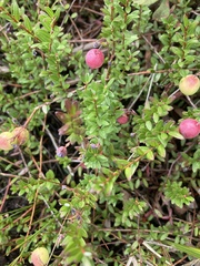 Vaccinium oxycoccos