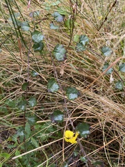 Goodenia rotundifolia