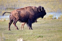 Bison bison