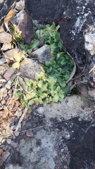 Pterostylis ophioglossa