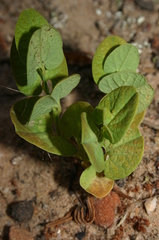Aristolochia navicularis