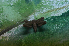 Amorpha juglandis