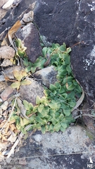 Pterostylis ophioglossa