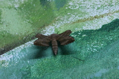 Amorpha juglandis